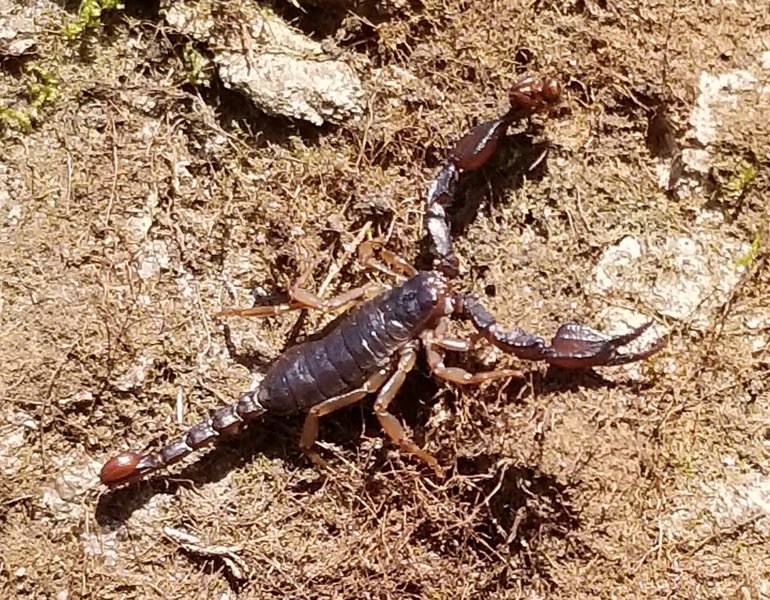 Rock Climbing in Scorpion Dome, Southwest Oregon