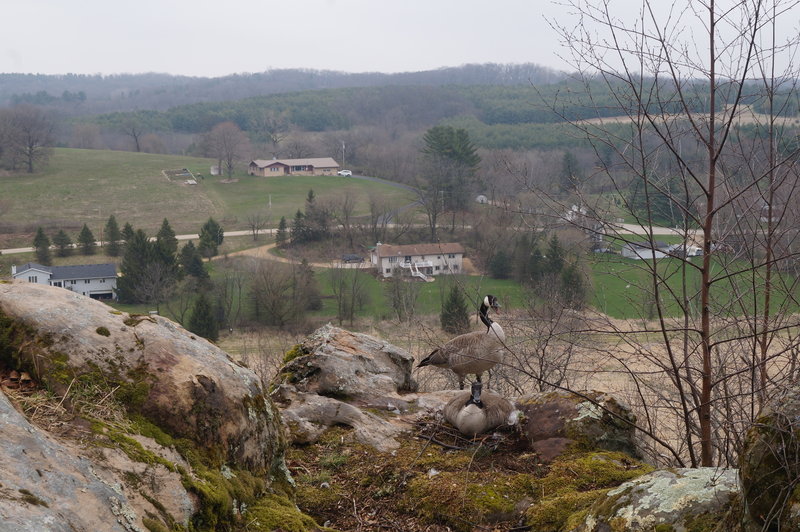 Peregrine falcon wanna-be's.<br>
<br>
This pair was at the Mount Vernon overlook.  Another pair is nesting on top of Donald Rock.