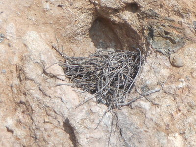 This is the Crow's nest above and right of the P1 anchor for Tethys. This is NOT a peregrine falcon nest as has been erroneously reported. A peregrine would clear all those sticks away and use the rocky depression at the bottom (a scrape)to house the egg.