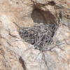 This is the Crow's nest above and right of the P1 anchor for Tethys. This is NOT a peregrine falcon nest as has been erroneously reported. A peregrine would clear all those sticks away and use the rocky depression at the bottom (a scrape)to house the egg.