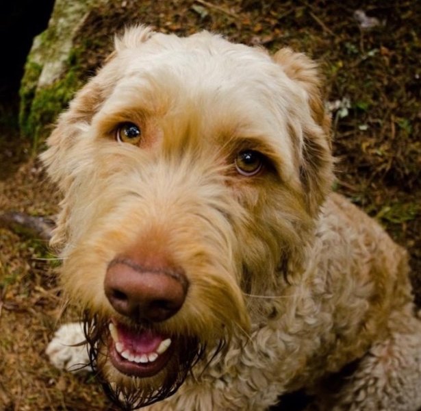 The late and very missed Babe, 100% good girl.