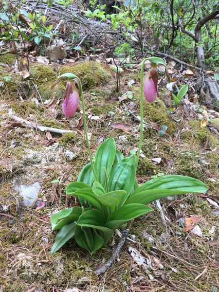 A sign of spring! Beautiful Lady Slippers along the upper trail!
