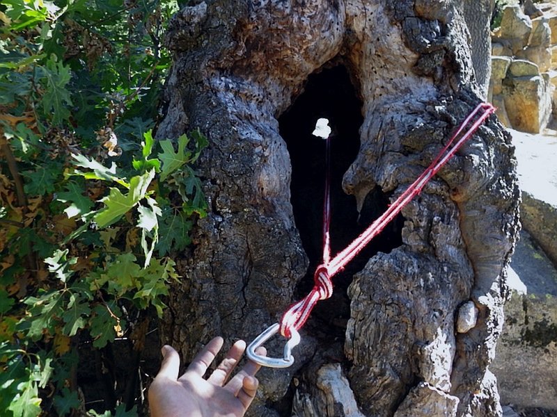 Slinging half a tree as part of topside anchor.