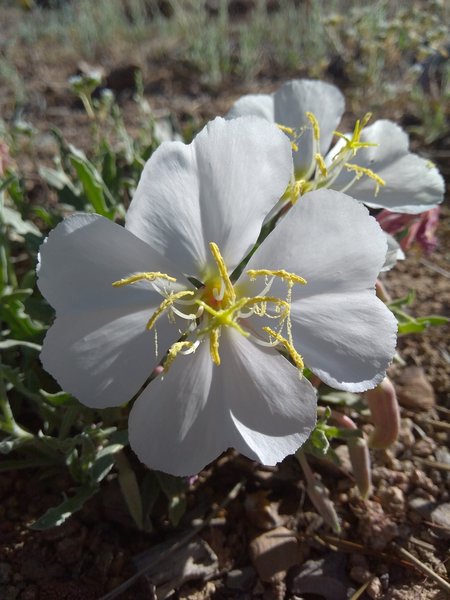 Desert Evening Primrose (Oenothera caespitosa), Holcomb Valley
