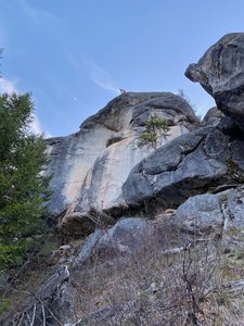 Bolting in May 2020