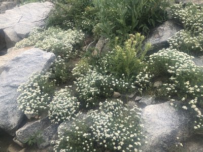 Phlox alpine foliage blooming at Brighton