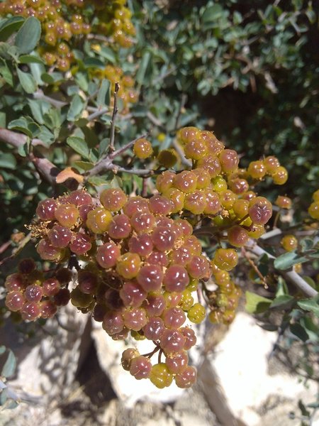 Buckthorn berries, San Bernardino Mountains