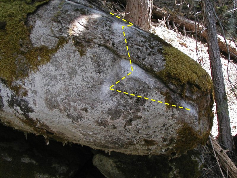 Close up of Black Fly
