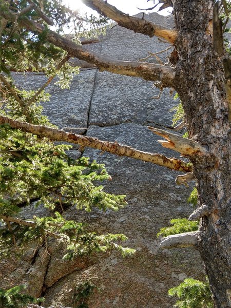 A view through the trees of the route.