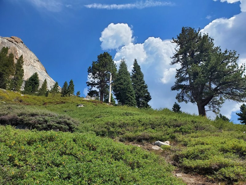From the approach gully these are the 2 really big pines you can see. They are right of the gully. Try and pass to the right of both of them and then go left toward Red Tail.