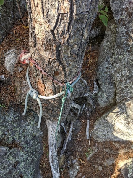 Station on the tree above starting crack. Use this to get down if you have a 60 m rope.