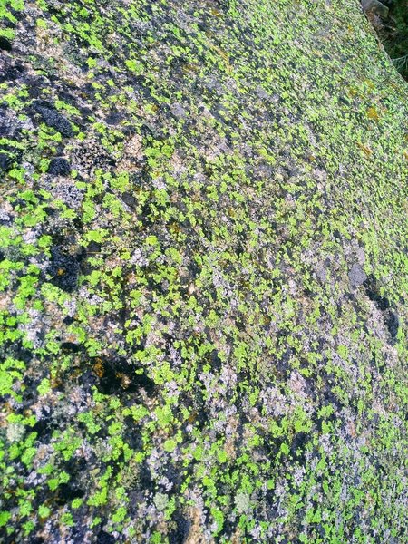 Colorful lichens can brighten your day, Fisherman's Buttress Area
