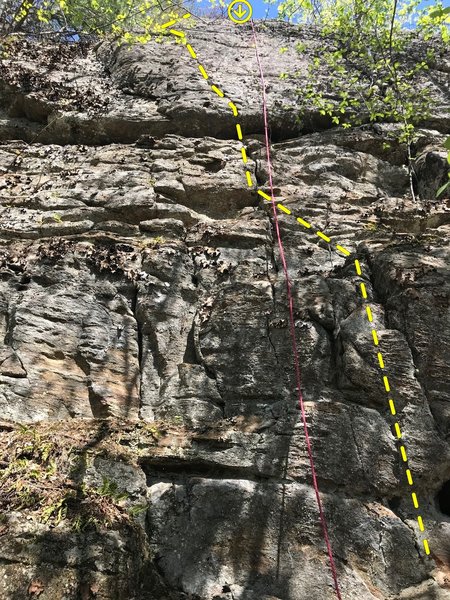 Lichen and Vitamin D