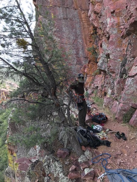 Pine tree at the base of Closer. Traverse ropes heading to Main Wall-South just beyond the tree.