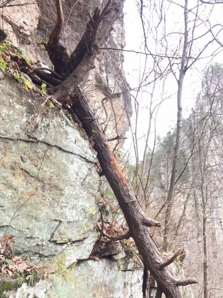 The old rap tree that used to be at the top of the Southern Pillar - East Face.  Note the old slings.