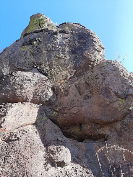 Nopal