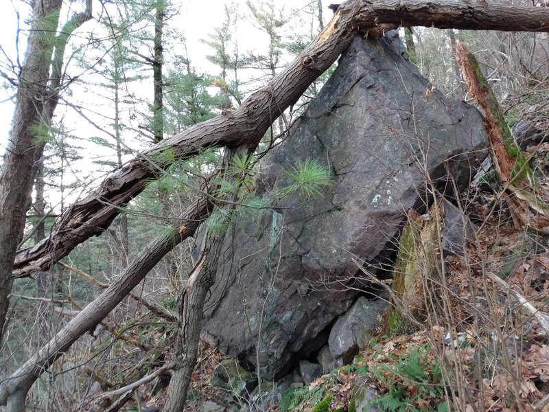 A recently (2020) fallen tree