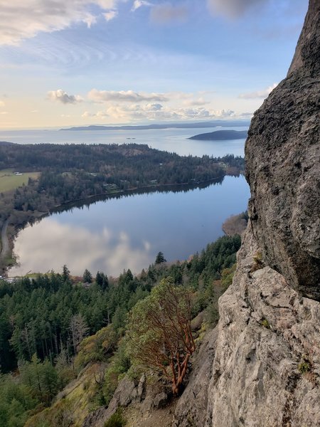 Looking down to the madrone tree atop Snag Buttress, from the P1 anchors of 'Touching the Sky'.