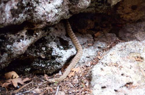 The route's namesake--a prairie rattler.