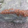 Ladybug swarm.