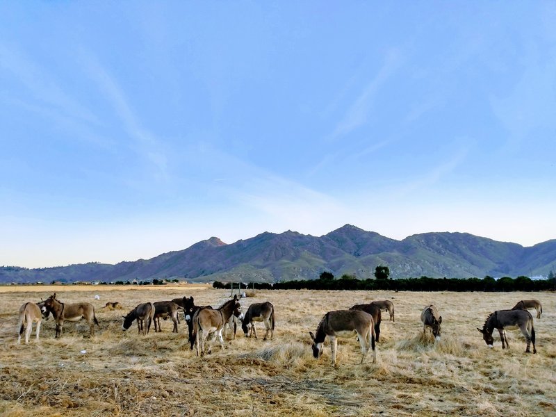 Donkeys grazing near Blue Mountain, Inland Empire