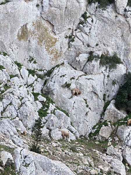 A heard of goats heading up the mountain.