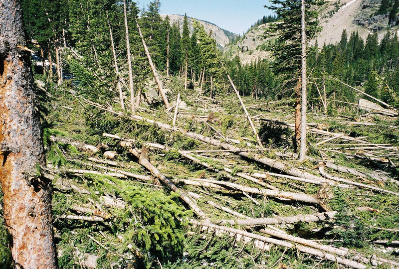 Avalanched trees on what's left of the trail from Pawnee Pass to Crater Lake.