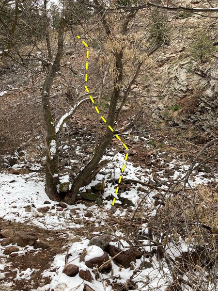 Talus Tree Scope The correct approach goes just right of this tree up the talus and slabs.