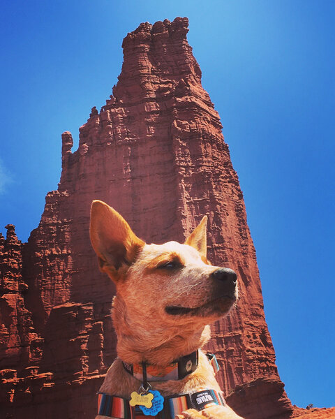 Perth-- a titan amongst dogs (@perththeaussiecattledog on IG)