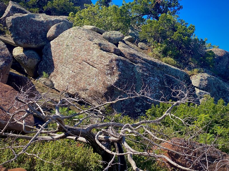 Climb Mad Snail Disease, Wichita Mountains Wildlife Refuge