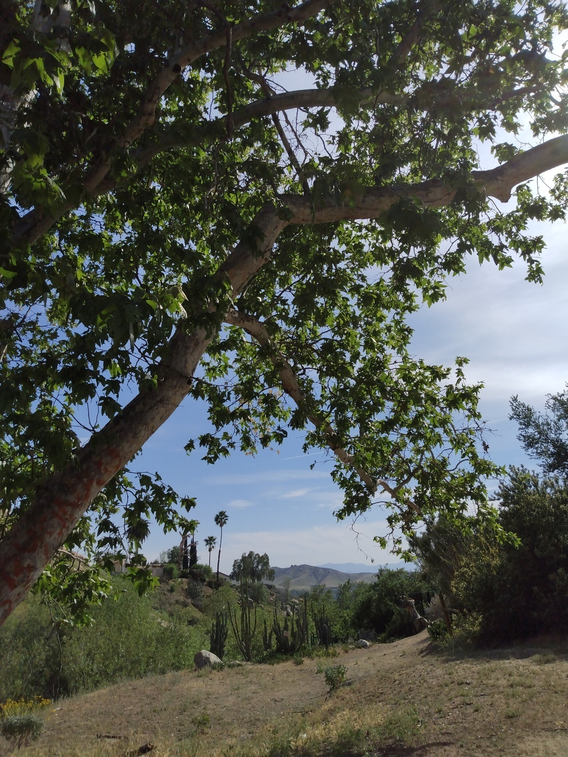 Two Trees Trail parking area view, Box Springs Mountain Reserve