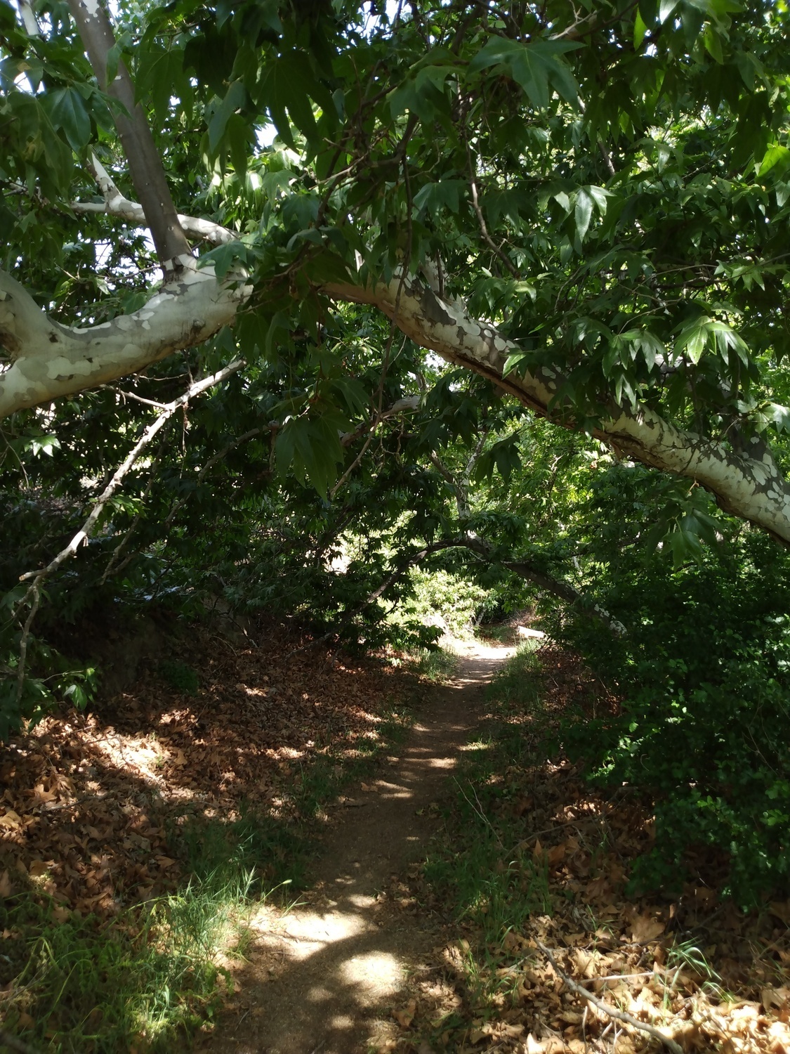 Shady part of the trail as it parallels the creek, Box Springs Mountain