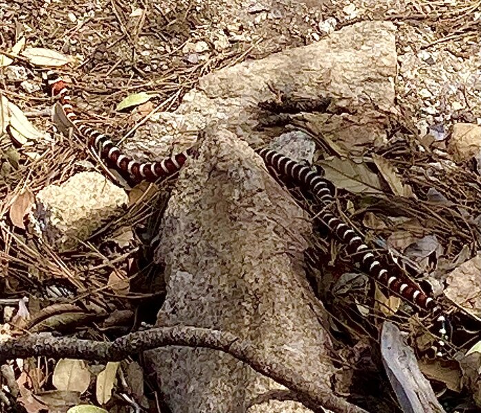 Rock Climbing in Gumby Wall, Mount Lemmon (Santa Catalina Mountains)