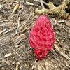 Sequoia & Kings canyon NP<br>
Snow plant (Sarcodes) on Rancheria trail
