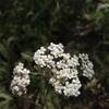 Common Yarrow (Achillea millefolium), Oak Glen Preserve