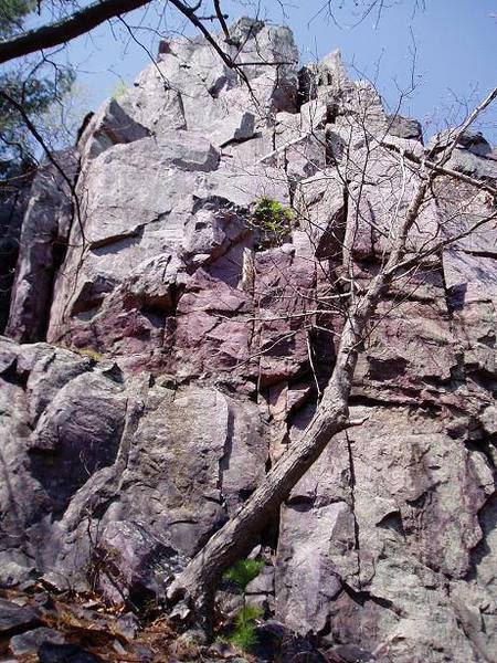 Creamy Caesar follows the crack behind the tree up to the bush, then up broken faces to the top.