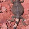 This big fellow freaked me out while belaying when he crawled out of a bush behind me.  I found out later it's a Chuckwalla, they are vegetarians and pretty mellow.
