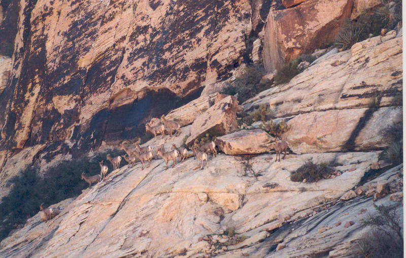 A herd of speed climbers, below the Brownstone Wall.