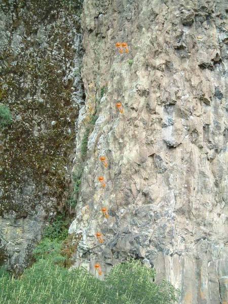 Prime Directive's upper six bolts. There is also a bolt down below that isn't in the picture, and is obscured by the tree.