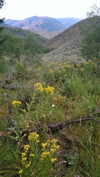 Wildflowers and view down-valley