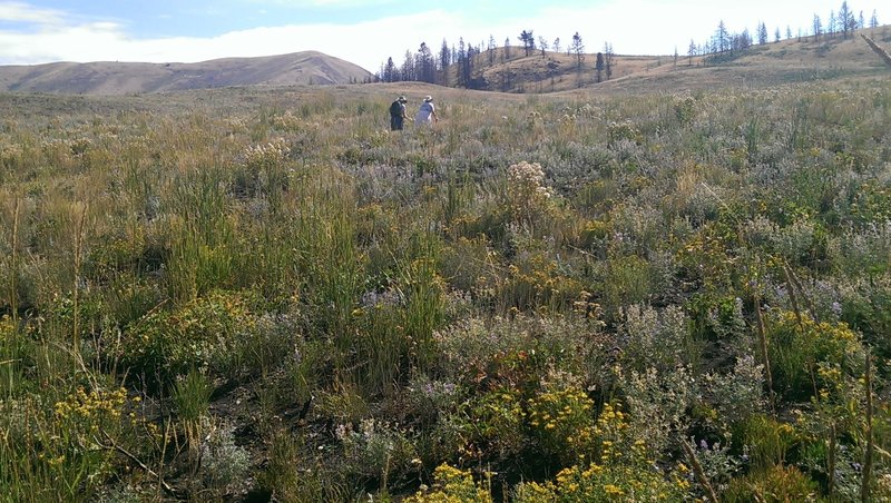 Expanses of wildflowers before the saddle on Imperial Gulch Trail