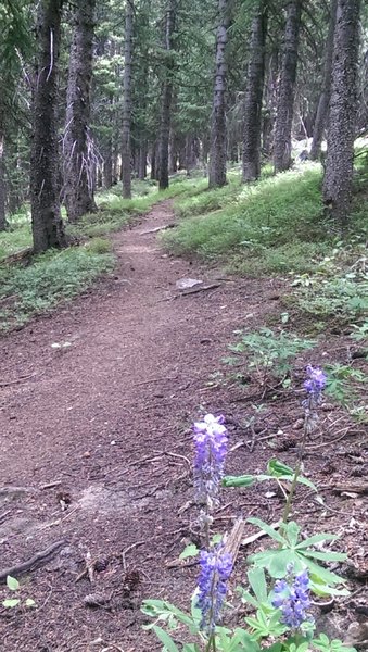 Lupine along the Sunlight trail in Vail