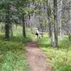 Shady forest sections alternate with open ski runs on Lower Fireweed trail