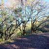 Nice oaks on the Hillside Trail