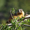 Rocky Mountain National Park: Yellow-Bellied Marmot
