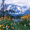 Wildflowers and mountains - typical Grand Teton