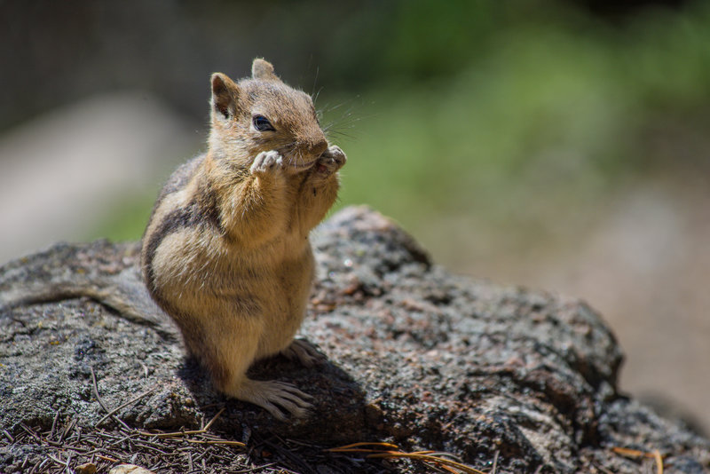 Ground squirrel in Rocky Mountain National Park