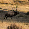 A bugling Elk.