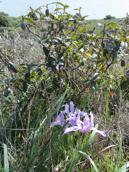 Iris & coffeeberry along the Coast Trail South