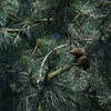 Pinus muricata (Bishop Pine)